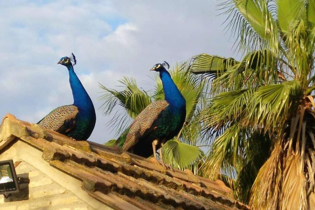 Cortijo San Jose Villa Sevilla Kültér fotó